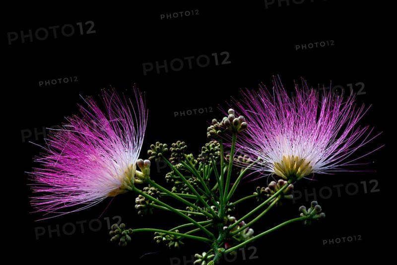 Bastard tamarind (Albizia julibrissin)