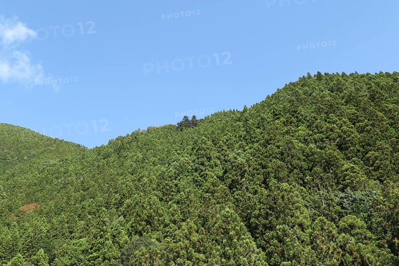 Green trees