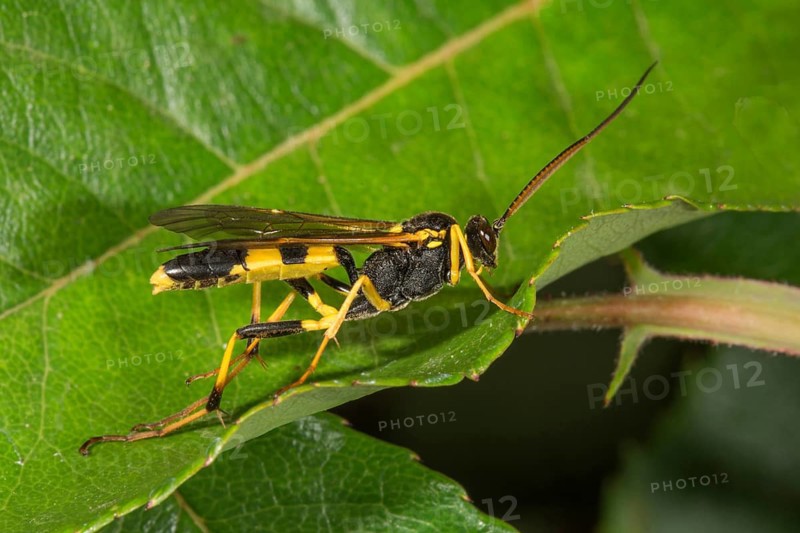 Amblyteles armatorius (Amblyteles armatorius) on a leaf