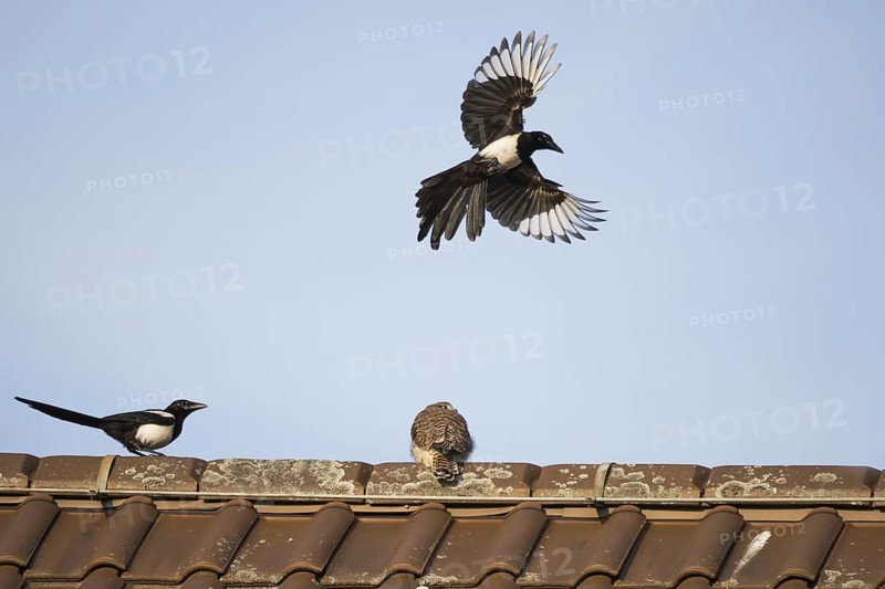 European magpies (Pica pica) attack juvenile Common Common Kestrel (Falco tinnunculus) on house roof