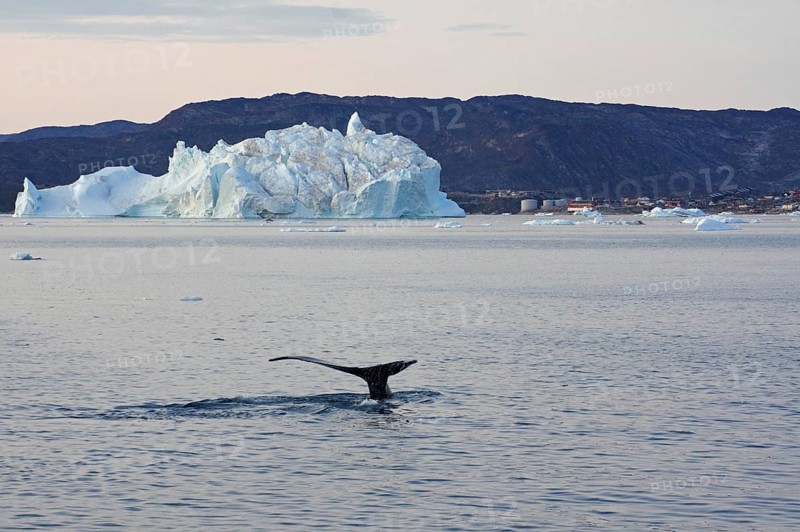 Humpback whale diving