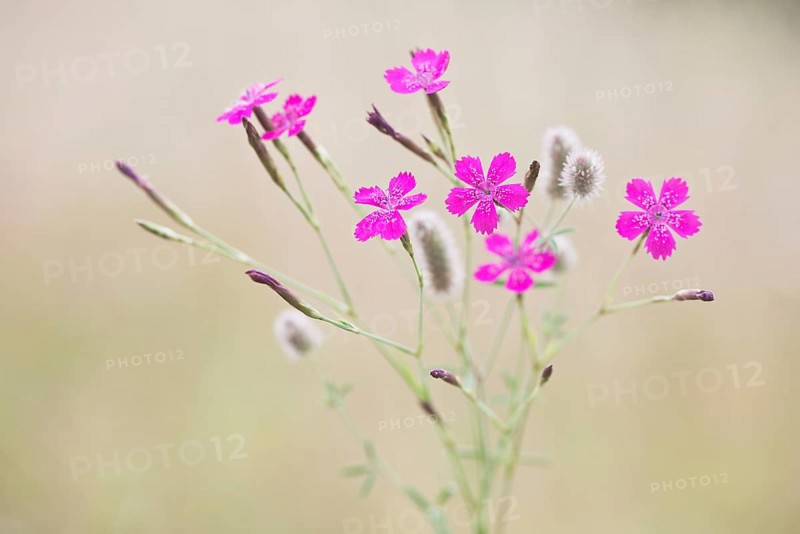 Maiden pinks (Dianthus deltoides) and Rabbitfoot clover (Trifolium arvense)