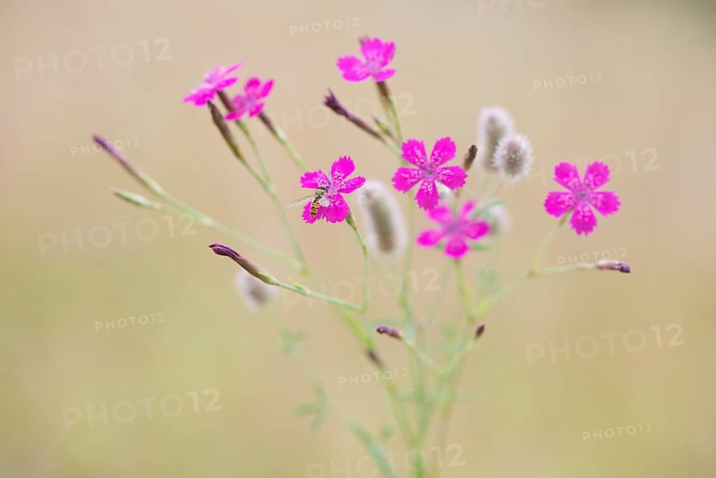 Maiden pinks (Dianthus deltoides) with hoverfly and Rabbitfoot clover (Trifolium arvense)