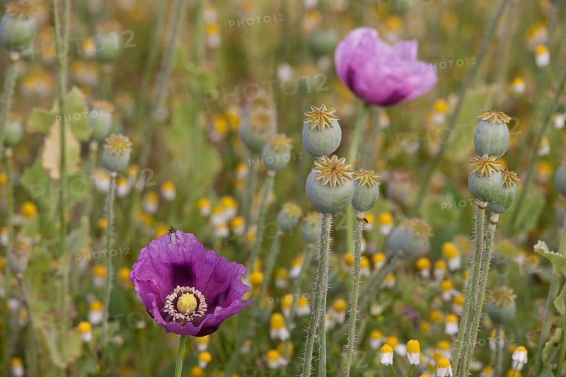Opium poppy (Papaver somniferum)