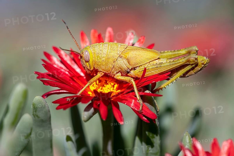 Egyptian locust (Anacridium aegyptium) on a flower