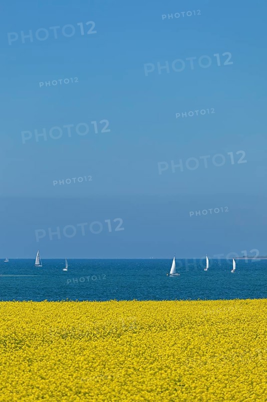Rape field near Luetjenbrode