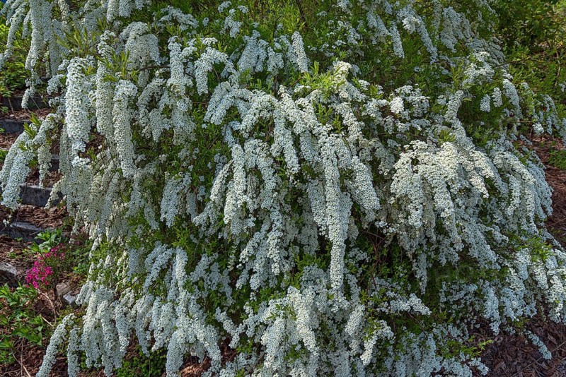 Flowering bridal spirea (Spiraea x arguta)
