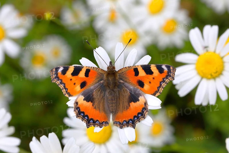 Small tortoiseshell (Aglais urticae) butterfly sitting on daisy flower (Leucanthemum)