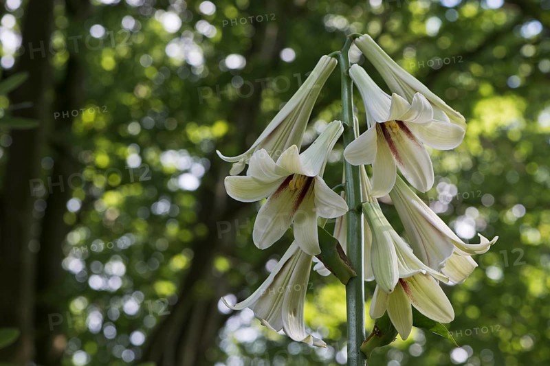 Giant Himalayan lily (Cardiocrinum giganteum)