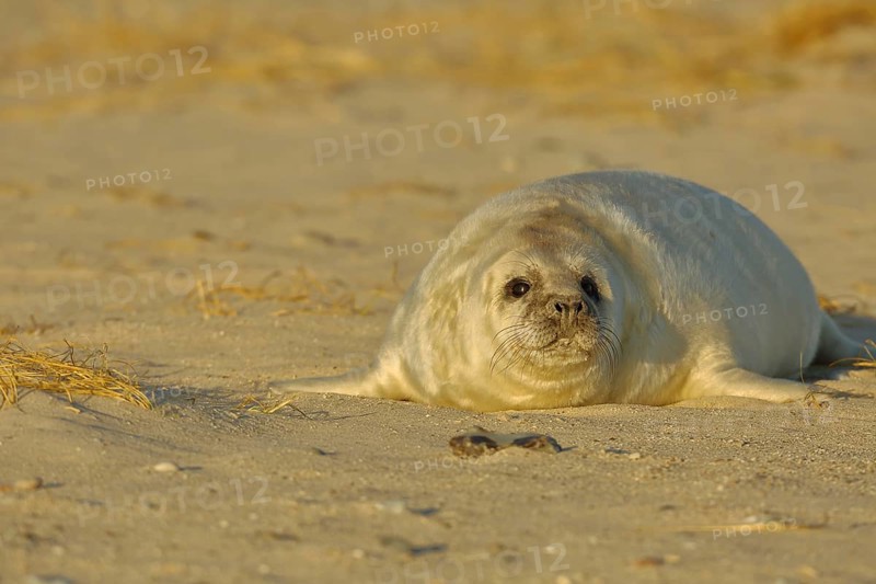 Grey seal (Halichoerus grypus)