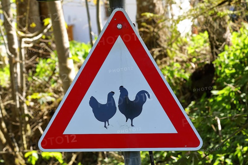 Warning sign for free-range chickens