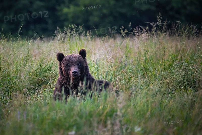 Brown bear (Ursus arctos)