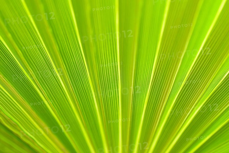 Fan palm Mexican Fan Palm (Washingtonia robusta)