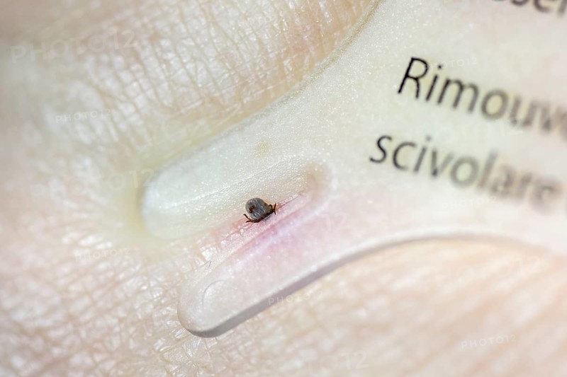 Castor Bean Tick (Ixodes ricinus)