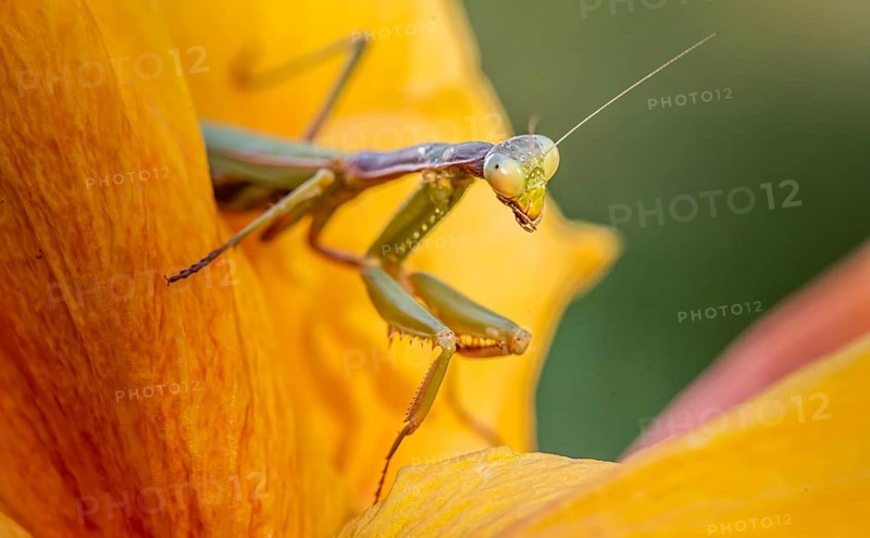European mantis (mantis religiosa) on a flower