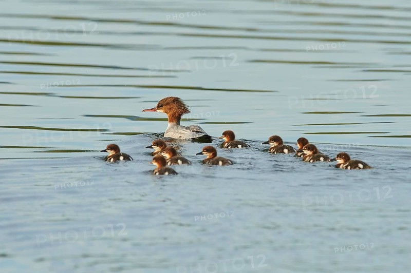 Common merganser (Mergus merganser) or goosander mother with her youngsters swimming in danubia river