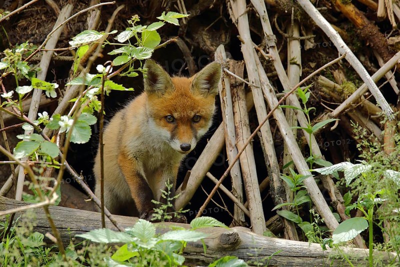 Red fox (Vulpes vulpes) looking out of its burrow