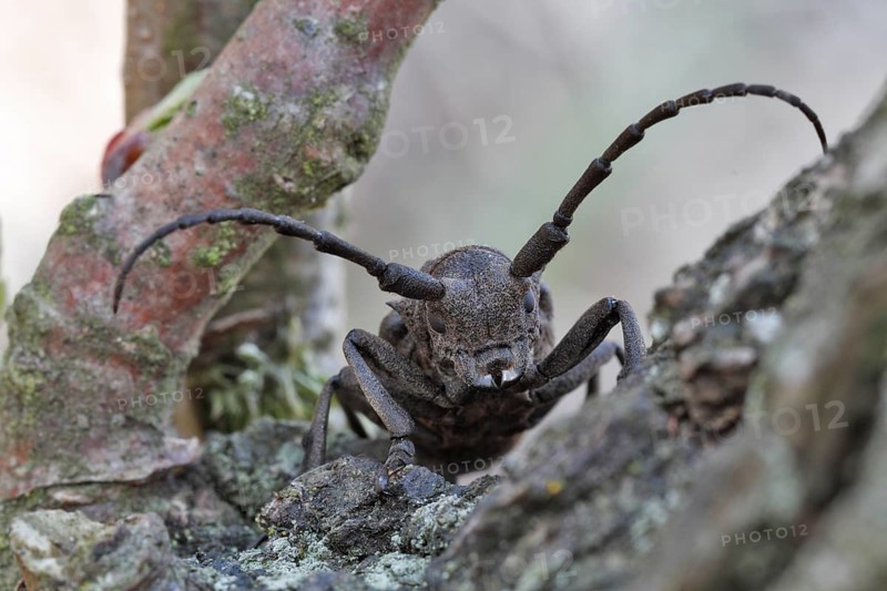 Weaver beetle (Lamia textor)