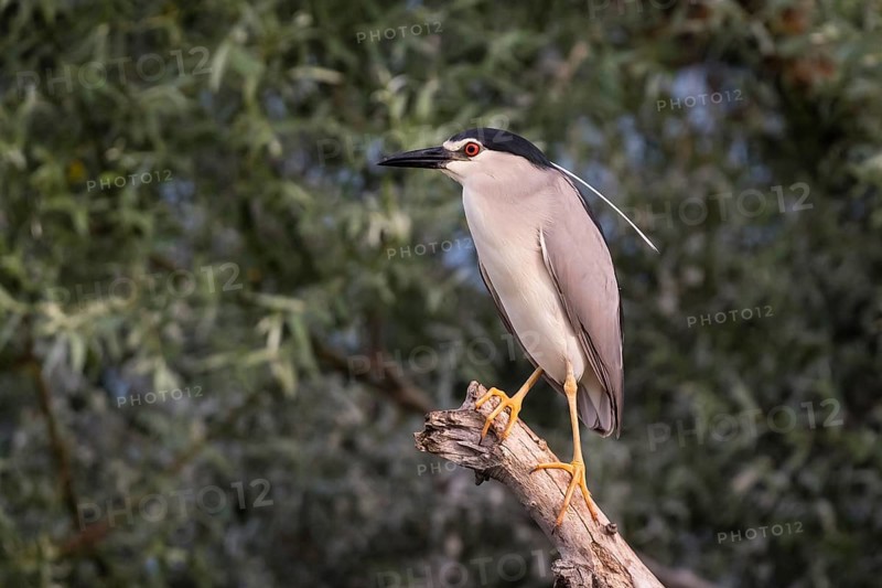 Black-crowned night heron (Nycticorax nycticorax) sitting on tree trunk