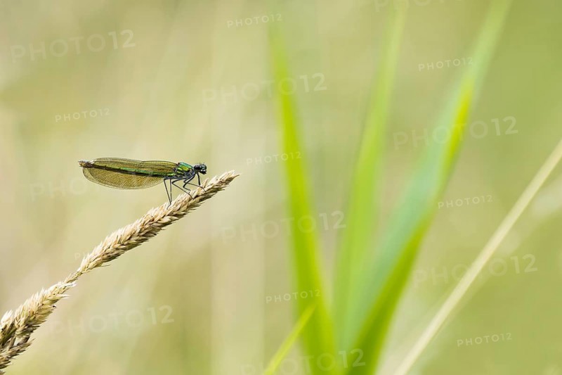 Banded demoiselle (calopteryx splendens)