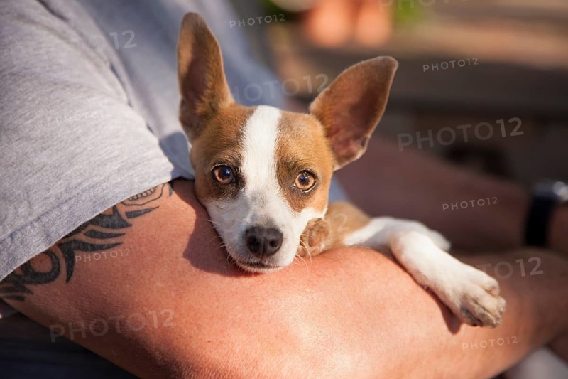 Cute jack russell terrier look on as master holds her in his lap
