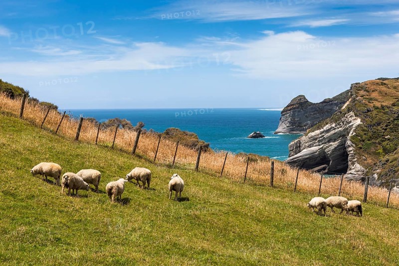 Flock of sheep at Cape Farewell