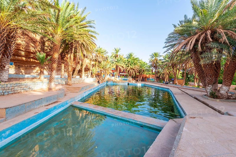 Swimming pool with palm trees