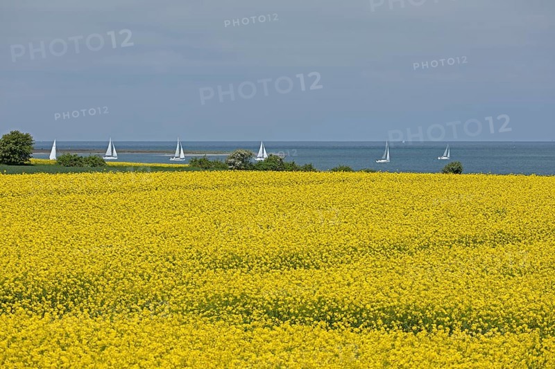 Rape field near Luetjenbrode