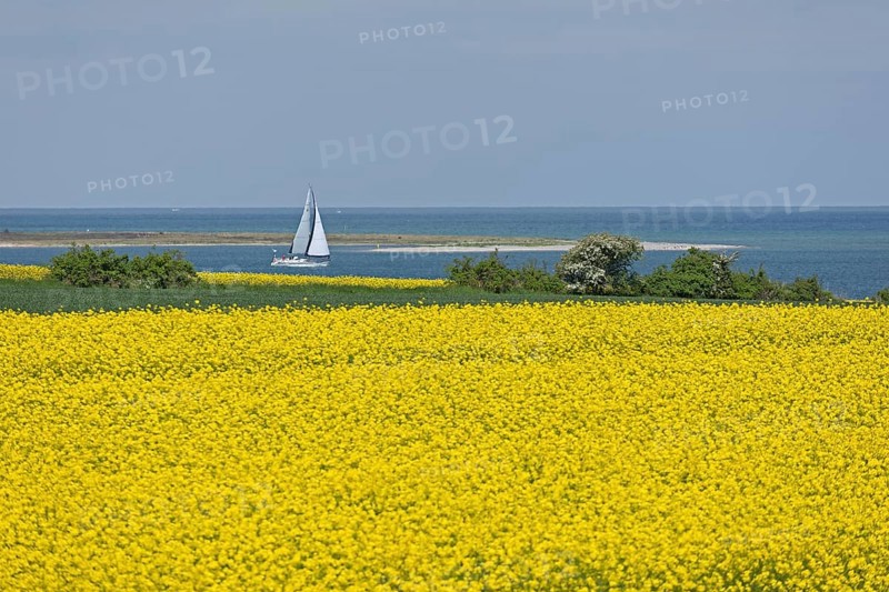 Rape field near Luetjenbrode