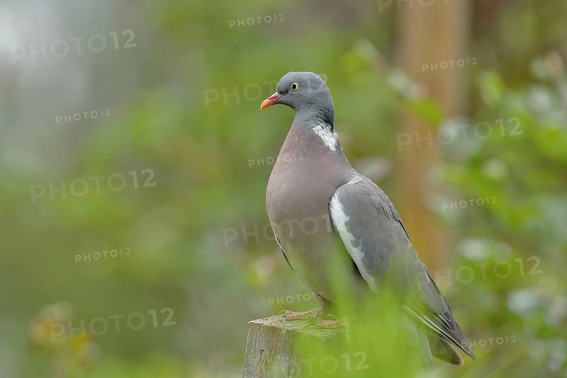 Common wood pigeon (Columba palumbus)