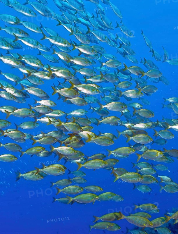 Shoal of fish