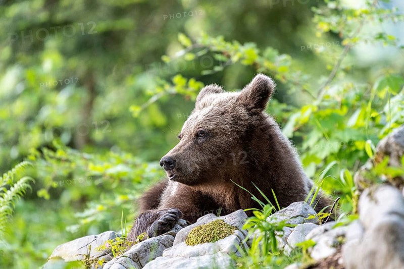 European brown bear (Ursus arctos arctos)