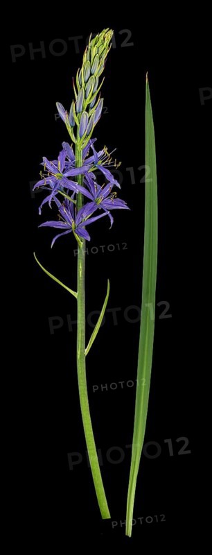 Camassia quamash (Camassia quamash)