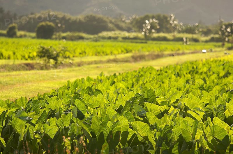 Hanalei valley and taro fields on kauai