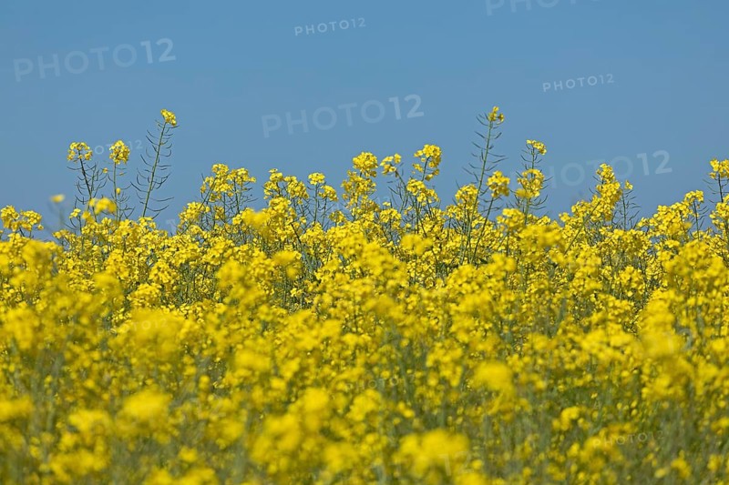 Rape field near Luetjenbrode