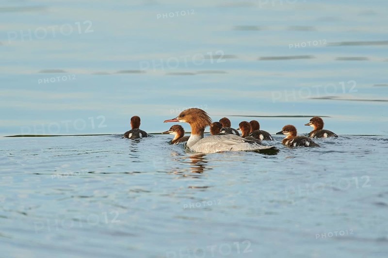 Common merganser (Mergus merganser) or goosander mother with her youngsters swimming in danubia river