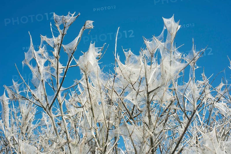 Insect damage by Ermine butterfly (Yponomeutidae) in Ystad