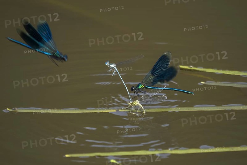 Banded demoiselles (calopteryx splendens)