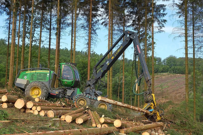 Harvester harvesting spruce infested with Grained spruce bark beetle (Cryphalus abietis)