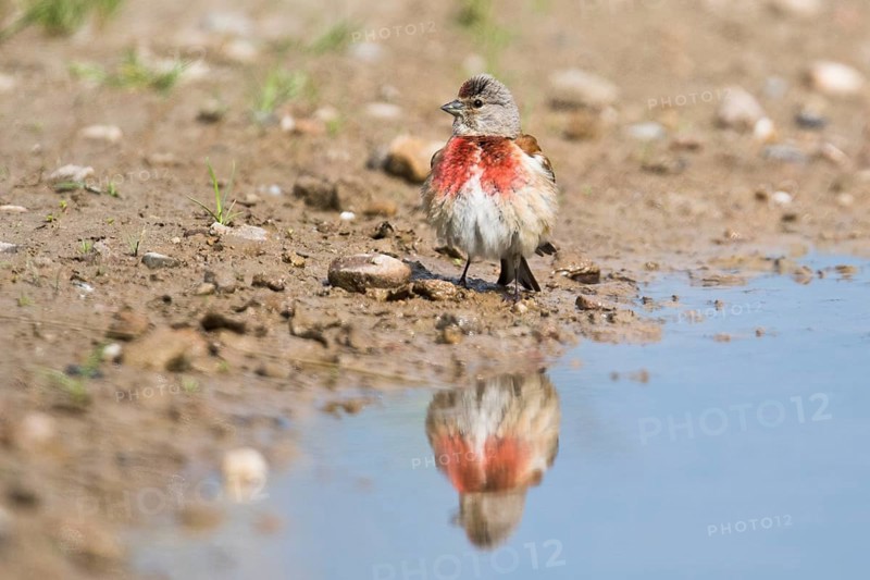 Linnet (Carduelis cannabina)