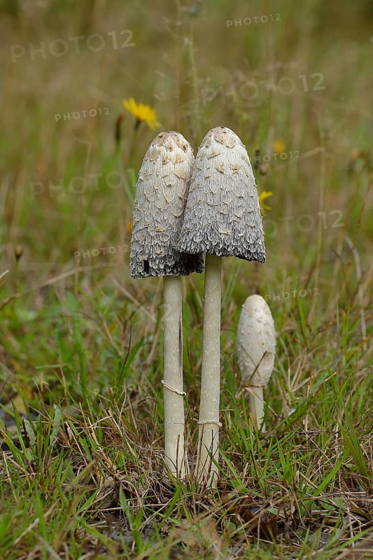 Shaggy ink caps (Coprinus comatus)