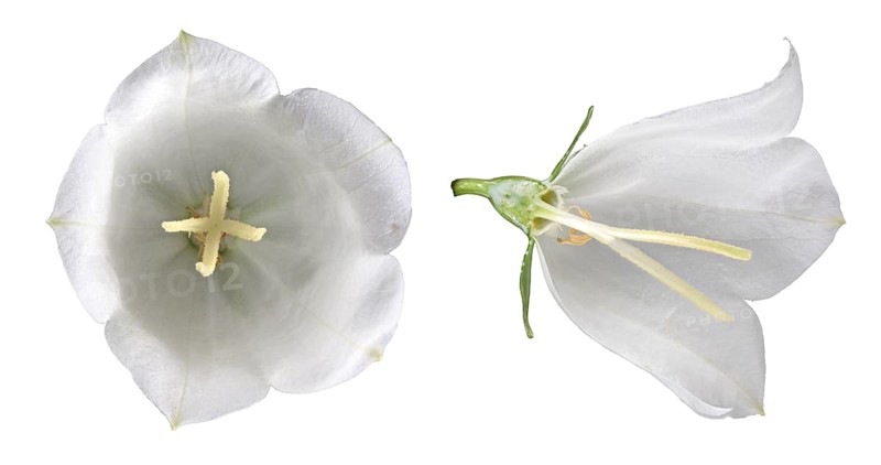Peach-leaved bellflower (Campanula persicifolia)