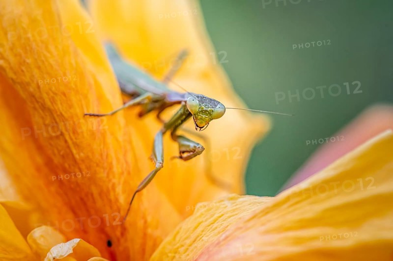 European mantis (mantis religiosa) on a flower
