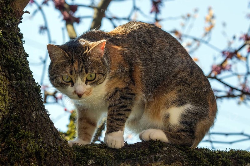 Cat (Felis catus)