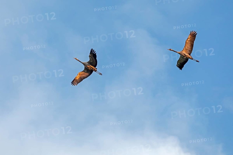 Cranes in flight Common crane (Grus grus)