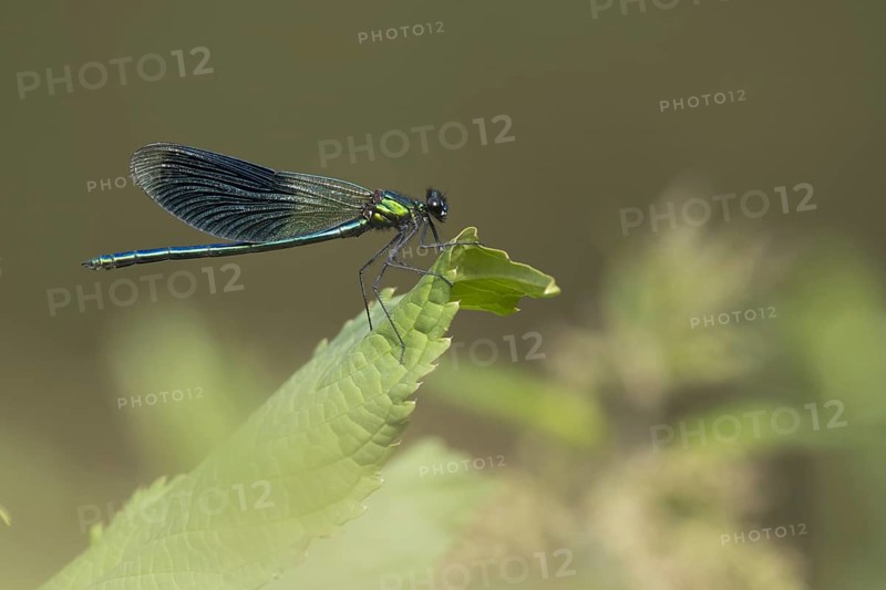Banded demoiselle (calopteryx splendens)