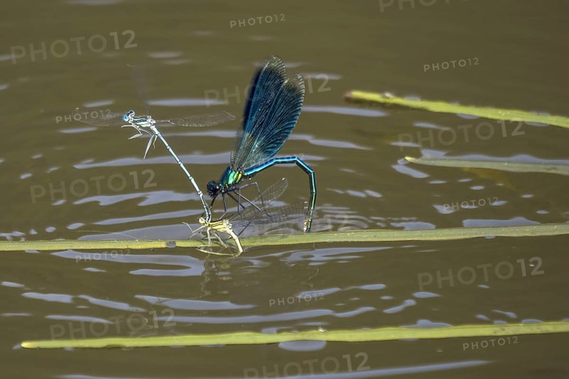 Banded demoiselle (calopteryx splendens) male