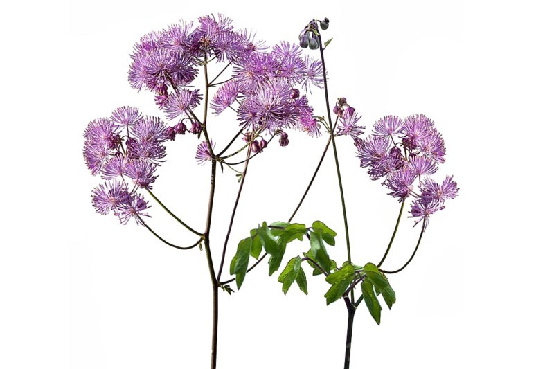 Meadow rue (Thalictrum aquilegiifolium) on white ground