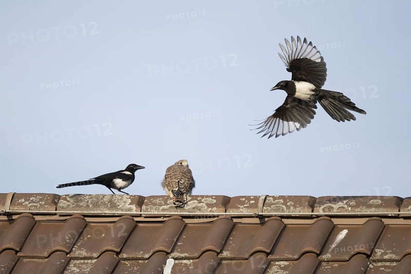 European magpies (Pica pica) attack juvenile Common Common Kestrel (Falco tinnunculus) on house roof