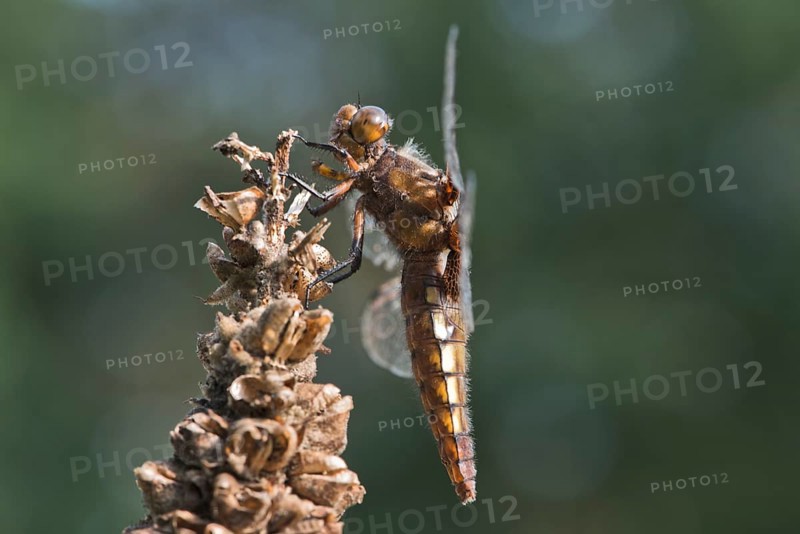 Broad-bodied chaser (Libellula depressa)